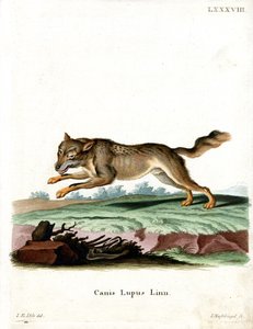 Loup