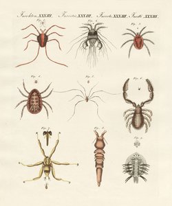 Insectes merveilleux
