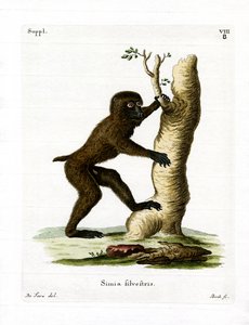 Babouin des bois
