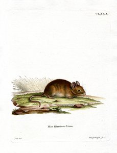 Souris des bois
