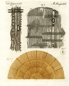 Anatomie du bois