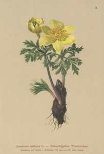 Anémone jaune