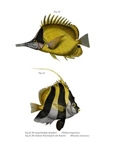Poisson-papillon à long nez jaune