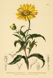 Œil-de-bœuf jaune (Buphthalmum salicifolium)