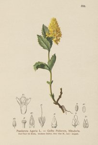 Paederota jaune - German School
