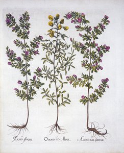 Rest-Harrow jaune, Rest-Harrow rose et Rest-Harrow épineux rose, de Hortus Eystettensis, par Basil Besler (1561-1629), pub. 1613 - German School