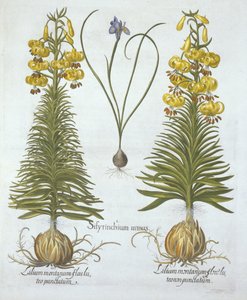 Lis martagon jaune avec bulbe et herbe aux yeux bleus nains, de Hortus Eystettensis, par Basil Besler (1561-1629), pub. 1613 - German School