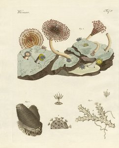 Zoophytes et plantes animales