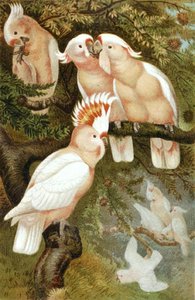Cacatoès dnca, planche de "Brehms Tierleben: Allgemeine Kunde des Tierreichs", vol.5, p.380, publié par Bibliographisches Institut