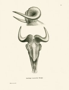 Crâne de takin