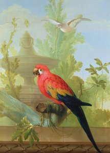 Un Ara et une Colombe dans un jardin ornemental, 1772