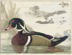 Canard de Caroline - Gerrit van den Heuvel