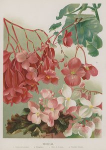 Bégonias