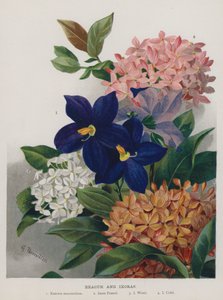 Exacum et Ixoras