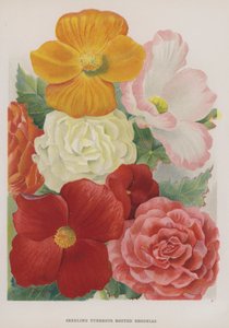 Bégonias à Racines Tubéreuses