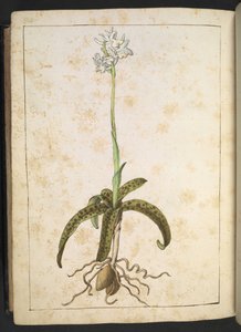 Une plante aux pétales blancs, de "Peintures de la flore des États romains" par Gherardo Cibo, Add MS 22333, f173v, c.1564-84 - Gherardo Cibo
