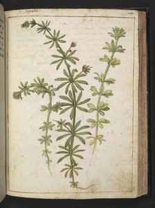 Une plante à feuilles vertes, de "Paintings of Flora of the Roman States" par Gherardo Cibo - Gherardo Cibo