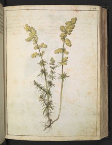 Une plante à feuillage jaune, de "Paintings of Flora of the Roman States" par Gherardo Cibo
