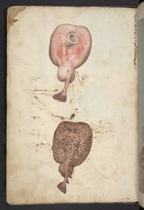 Peintures de la flore des États romains, c.1564-84 - Gherardo Cibo