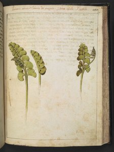 Botrychium lunaria (fougère), de "Peintures de la flore des États romains" par Gherardo Cibo, Add MS 22333, f149r, c.1564-84