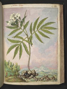 Cardamine heptaphylla, de 