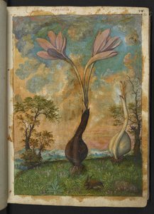 Colchicum autumnale, de "Paintings of Flora of the Roman States" par Gherardo Cibo