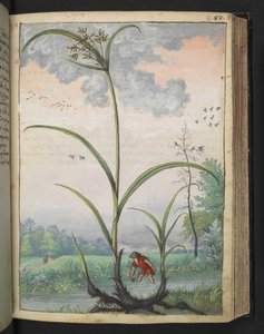 Cyperus serotinus, de "Paintings of Flora of the Roman States" par Gherardo Cibo