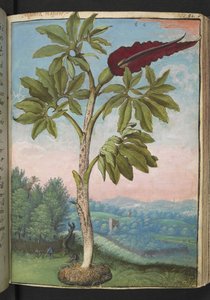 Dracunculus vulgaris, de "Paintings of Flora of the Roman States" par Gherardo Cibo