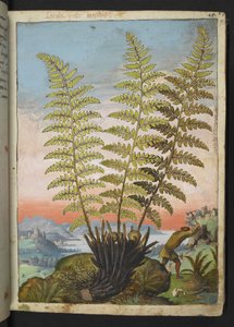 Dryopteris filix mas: Une fougère, de "Paintings of Flora of the Roman States" par Gherardo Cibo - Gherardo Cibo