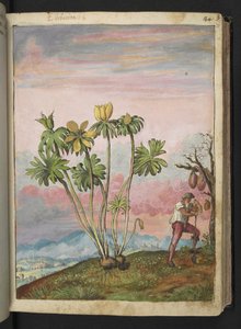 Eranthis hyemalis, de "Paintings of Flora of the Roman States" par Gherardo Cibo