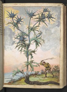 Eryngium maritimum, de "Peintures de la flore des États romains" par Gherardo Cibo, Add MS 22333, f047r, c.1564-84 - Gherardo Cibo