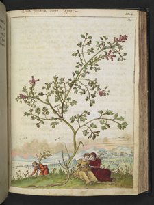 Fumaria gaillardotii, de "Peintures de la flore des États romains" par Gherardo Cibo - Gherardo Cibo