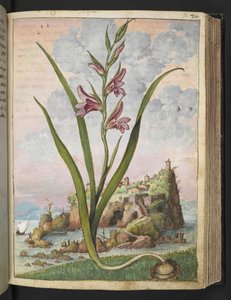 Gladiolus Italicus, de "Peintures de la flore des États romains" par Gherardo Cibo, Add MS 22333, f072r, c.1564-84