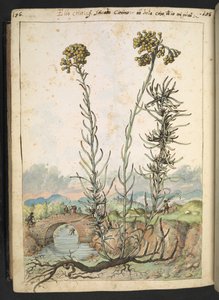 Helichrysum italicum: une plante avec des bourgeons jaunes, de 