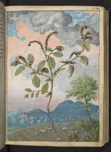 Heliotropium europeanum, de "Peintures de la flore des États romains" par Gherardo Cibo, Add MS 22333, f044r, c.1564-84