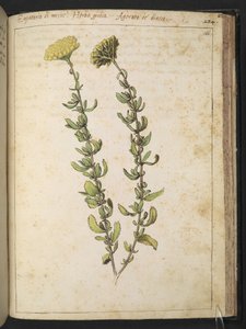 Eupatoire chanvrine (du genre Eupatorium), peut-être Anthyllide vulnéraire, de "Peintures de la flore des États romains" par Gherardo Cibo, Add MS 22333, f166r, c.1564-84