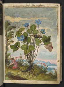 Hepatica nobilis: une plante avec des pétales bleus et une personne creusant ou prenant des boutures, de "Peintures de la flore des États romains" par Gherardo Cibo