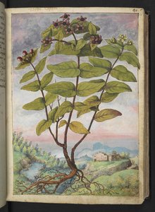Hypericum hircinum, de "Peintures de la flore des États romains" par Gherardo Cibo