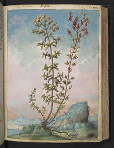 Hypericum perforatum, de "Peintures de la flore des États romains" par Gherardo Cibo