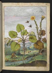 Ligularia tussilaginea (Plante léopard), de "Peintures de la flore des États romains" par Gherardo Cibo - Gherardo Cibo