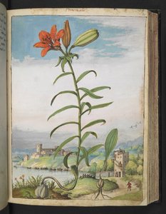 Lilium bulbiferum: Une plante à pétales rouges, de "Paintings of Flora of the Roman States" par Gherardo Cibo - Gherardo Cibo