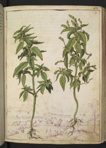 Mercurialis annua, de "Paintings of Flora of the Roman States" par Gherardo Cibo - Gherardo Cibo