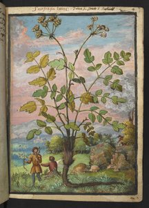Oenanthe crocata, de "Paintings of Flora of the Roman States" par Gherardo Cibo