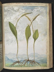 Ophioglossum vulgatum, de "Peintures de la flore des États romains" par Gherardo Cibo, Add MS 22333, f137r, c.1564-84