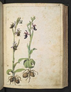 Orchis: Une plante aux fleurs blanches et roses, de "Paintings of Flora of the Roman States" par Gherardo Cibo - Gherardo Cibo