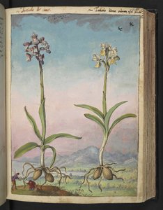 Orchis pallens: Deux plantes à fleurs, de "Paintings of Flora of the Roman States" par Gherardo Cibo