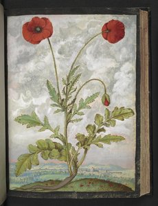 Papaver rhoeas (Coquelicots), de "Peintures de la flore des États romains" par Gherardo Cibo, Add MS 22333, f107r, c.1564-84