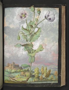 Papaver somniferum: Une plante avec des pétales blancs, de "Peintures de la flore des États romains" par Gherardo Cibo