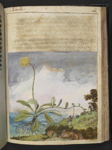 Pilosella officinarum, de 