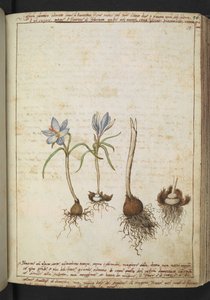 Plantes entre des fleurs bleues, de "Peintures de la flore des États romains" par Gherardo Cibo